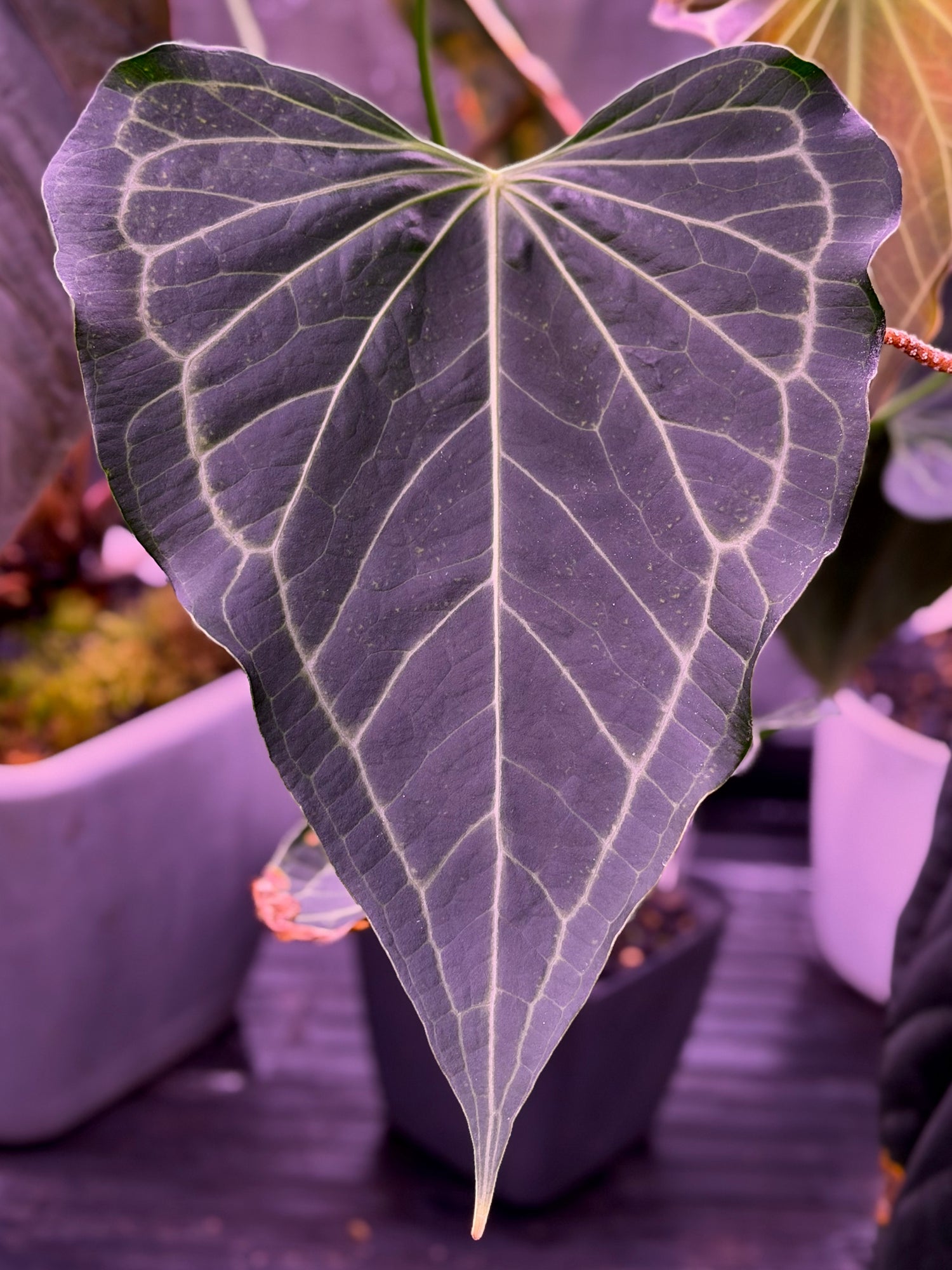 Granthuriums photo in the tent  of anthurium King of Clarinervium