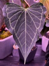 Granthuriums photo in the tent  of anthurium King of Clarinervium