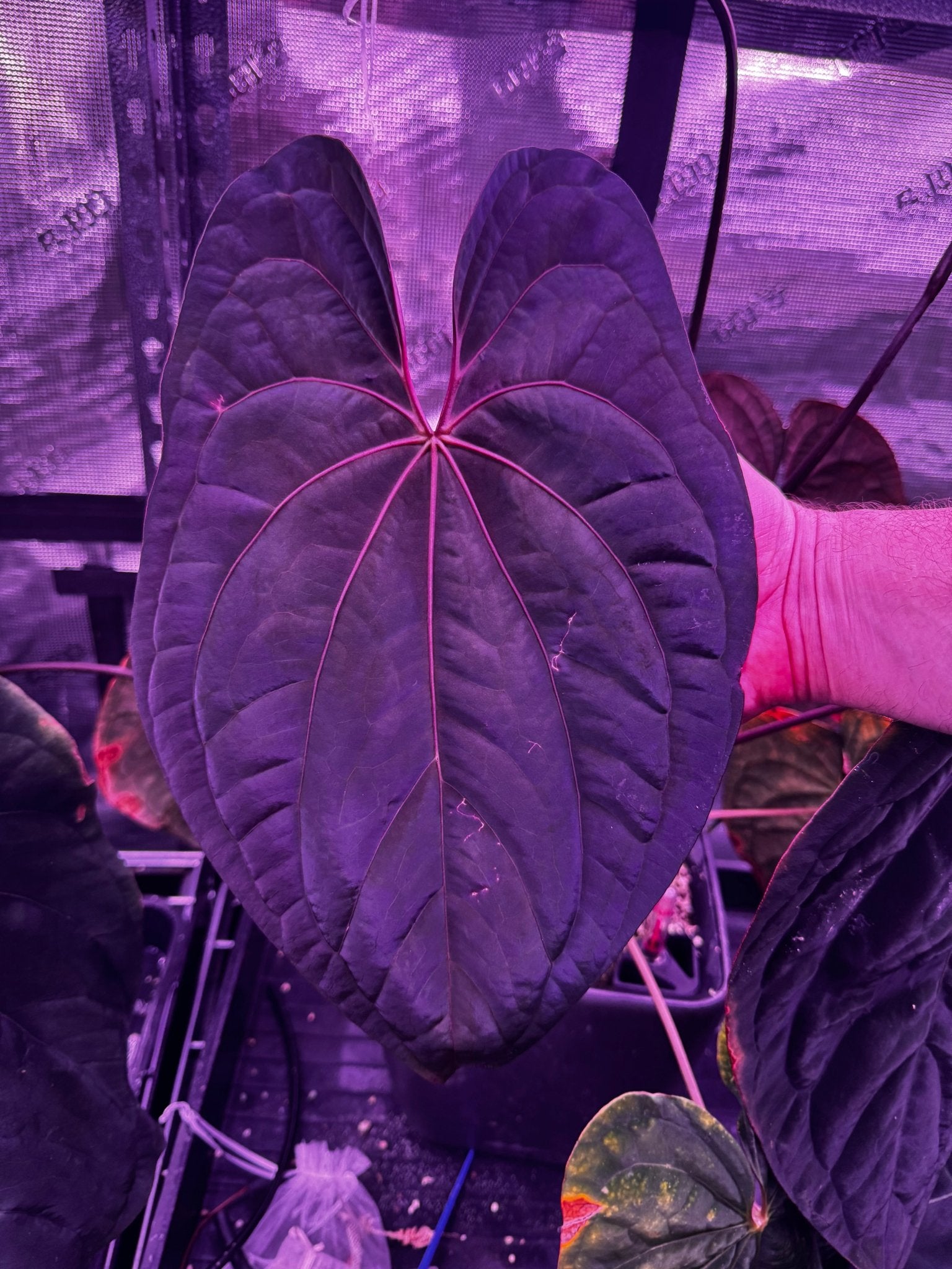 Night Dragon Mother plant emergent-Granthuriums