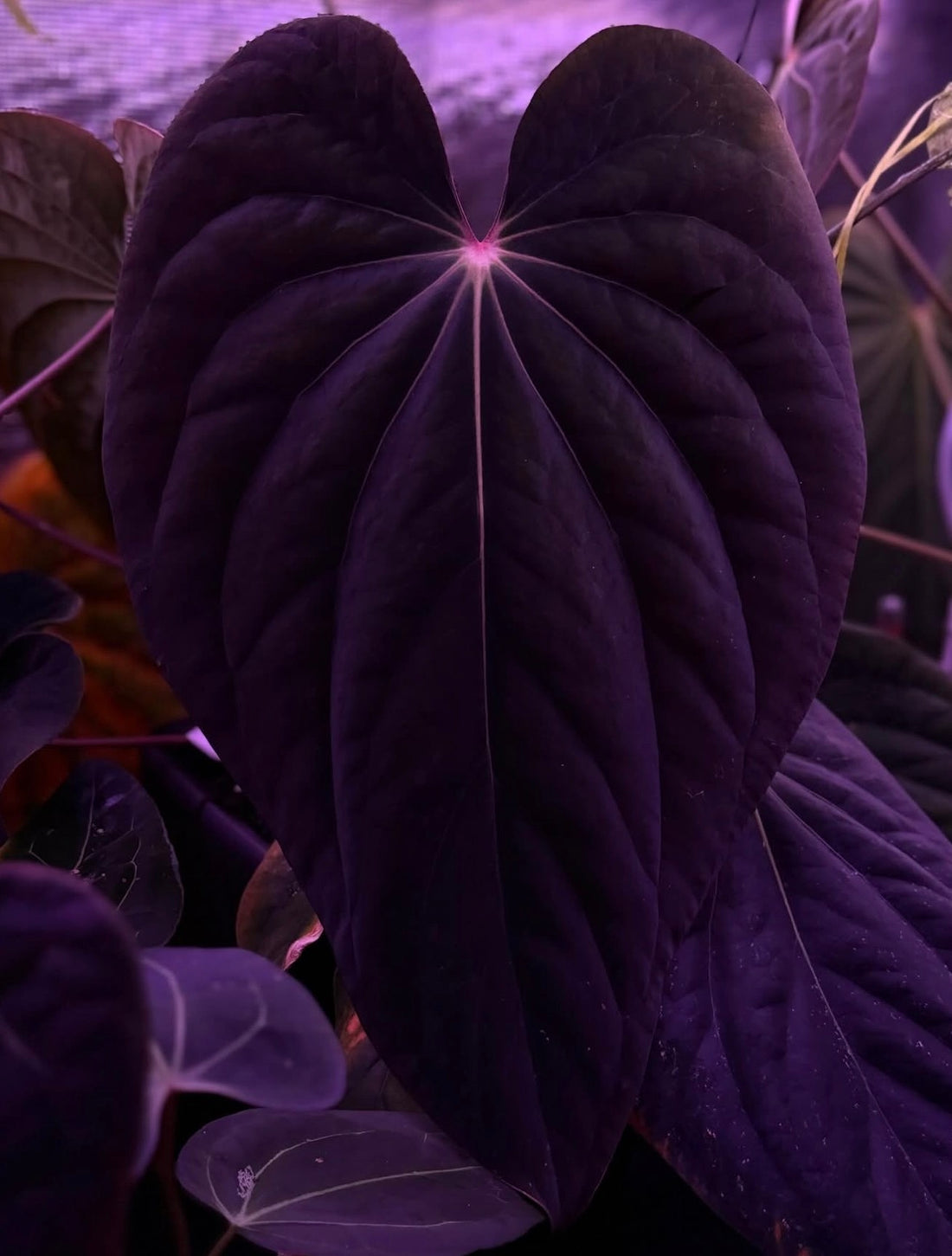 Anthurium Antolakii (RF1 x Dark Star 