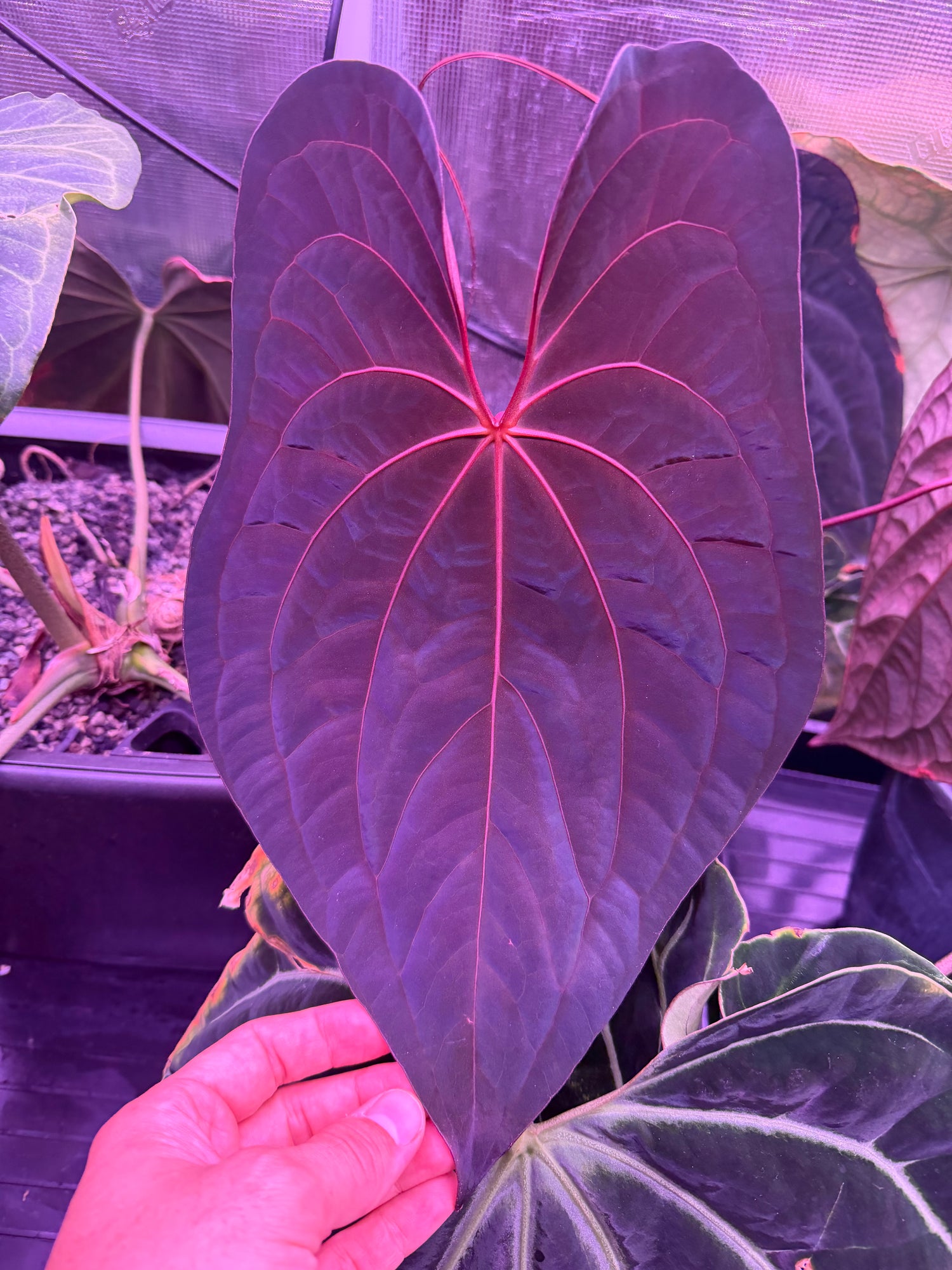 Anthurium RVDP x Antolakii Ra1--Exact Seedling – Granthuriums