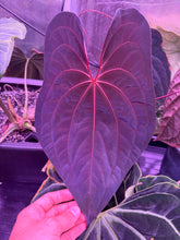 吉*樹様 Anthurium AOS✖️RVDP斑入り R*0様 Anthurium AOS✖️RVDP斑入り 【公式通販】