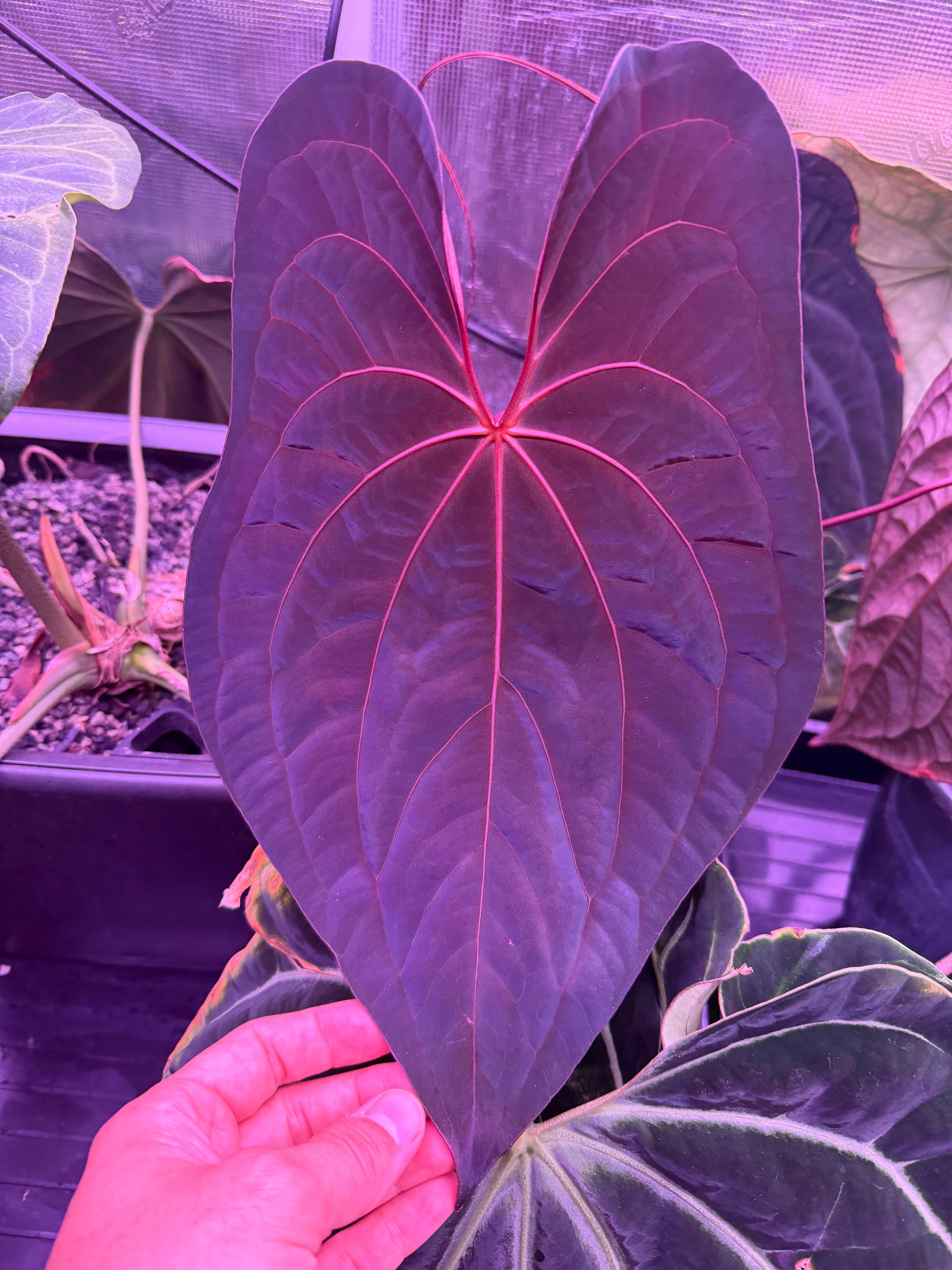 Anthurium RVDP x Antolakii Ra1--Exact Seedling – Granthuriums