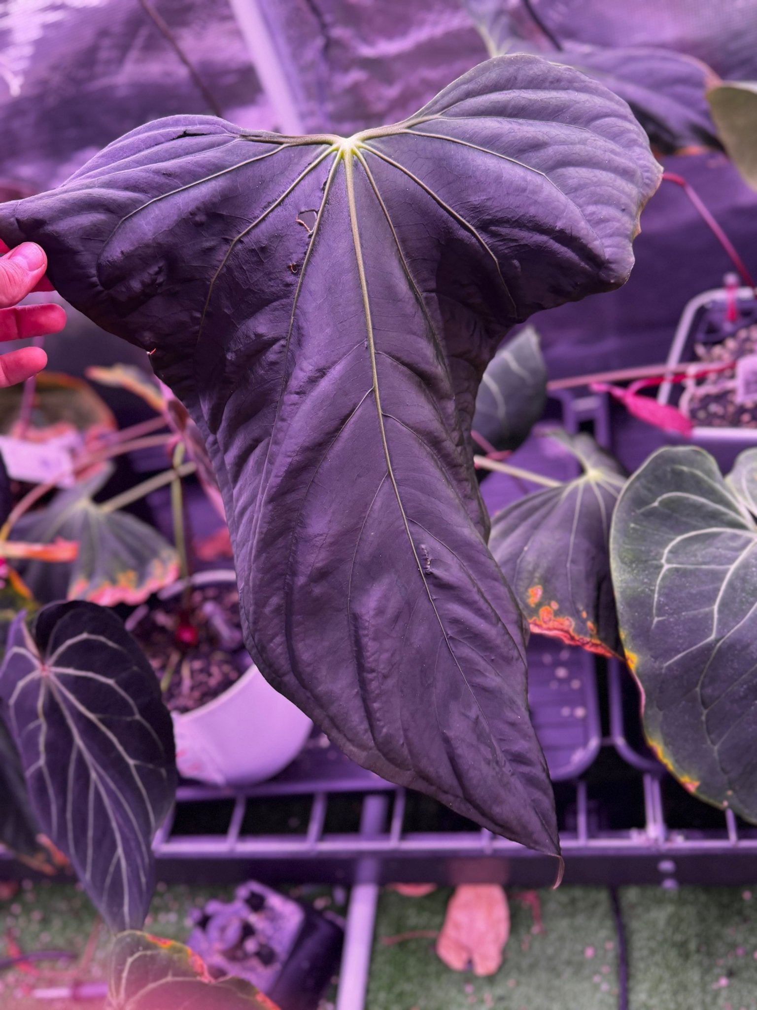 RVDP x Sp. Nov DF Anthurium Seedlings | Granthuriums
