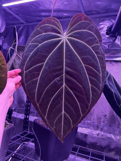 anthurium brownii aff Aff Crystallinum Prop Anthurium — Large Leaf Hybrid