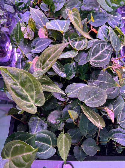 Anthrium NSE Bench Hybrid GPH x Tim Anderson Stripey—Bench Leaning Seedlings - Granthuriums