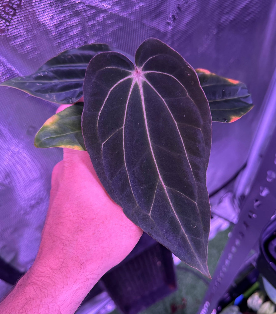 Anthurium Antolakii Dark Star x Carla GPH001–Exact Plant A - Granthuriums