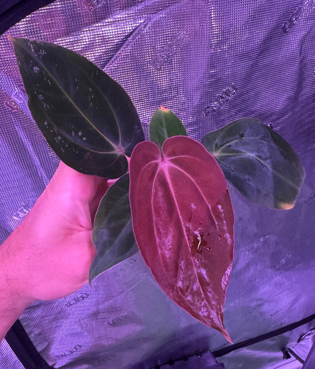 Anthurium Antolakii Dark Star x Carla GPH001–Exact Plant B - Granthuriums