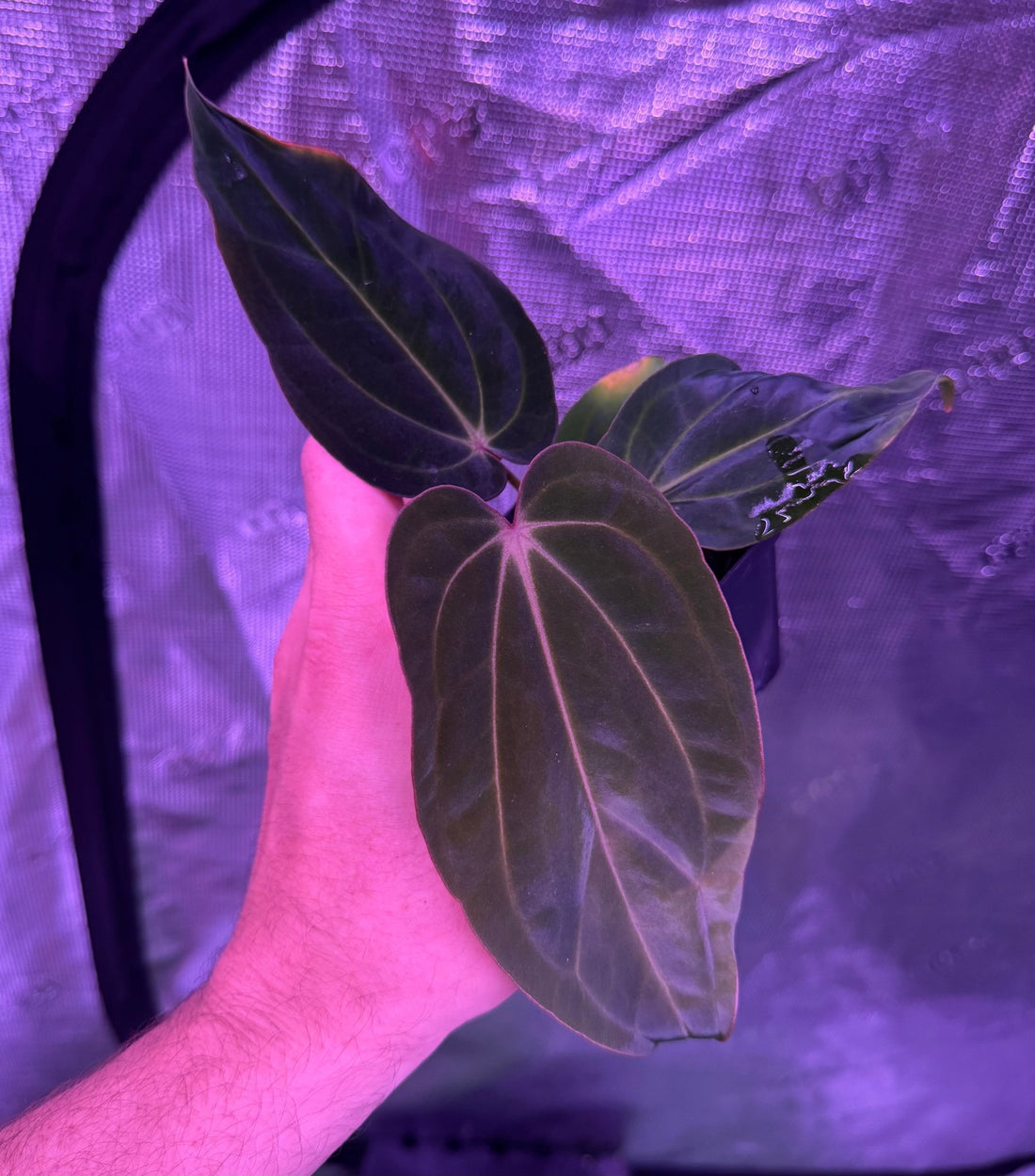 Anthurium Antolakii Dark Star x Carla GPH001–Exact Plant C - Granthuriums