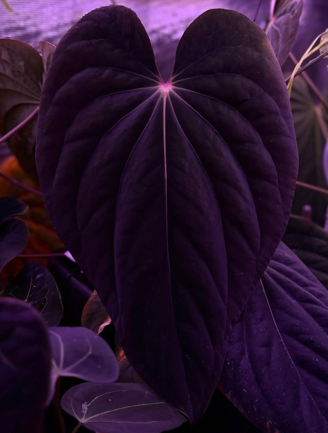 Anthurium Antolakii (RF1 x Dark Star 1) x Antolakii Sun - Germinated Seed - Granthuriums
