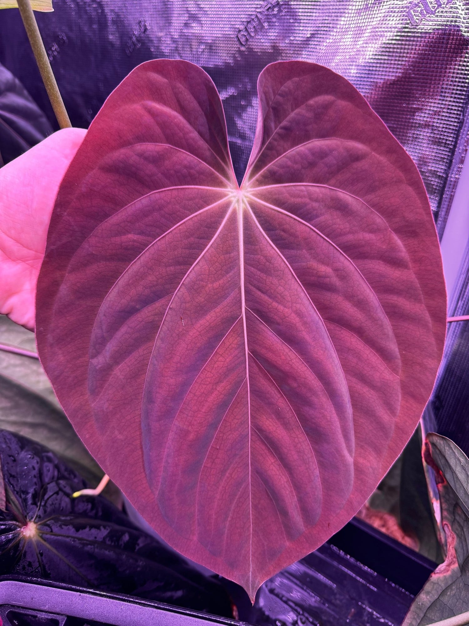 anthurium 5 Anthurium Antolakii Round x RA1 F2 Batch 2 (#5 x Dark Star)—3-4 Leaf Seedlings