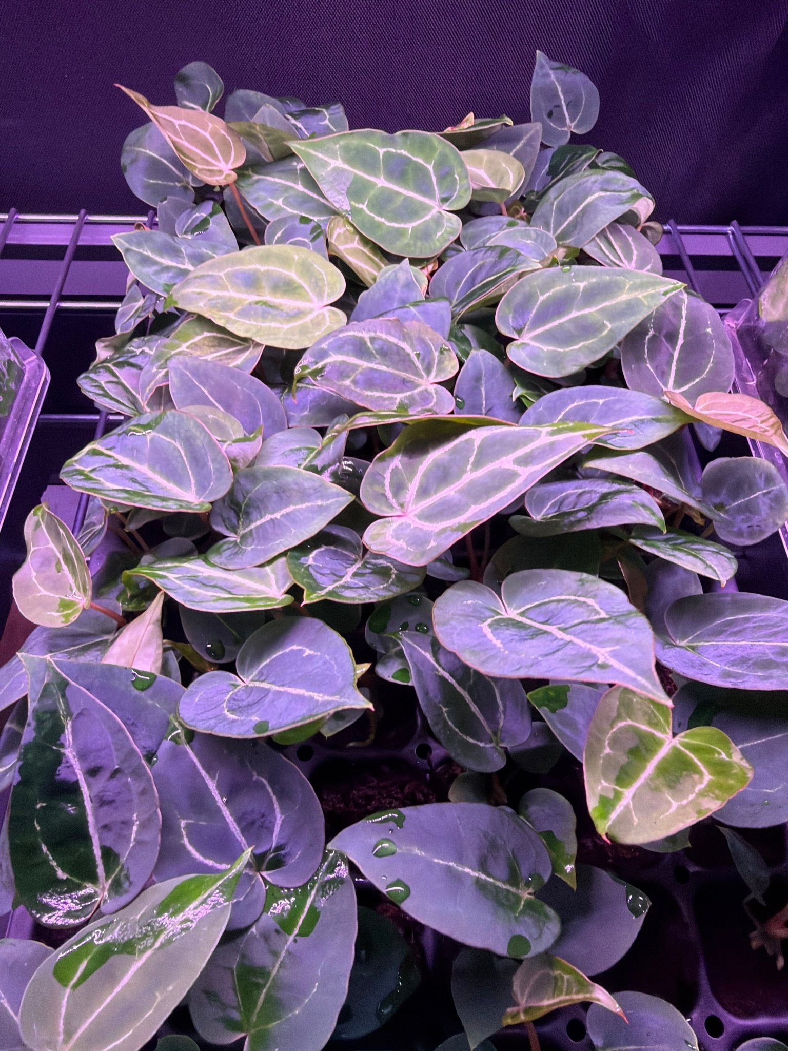 Anthurium Black Widow Michelle x Chocolate Crystallinum—Seedlings - Granthuriums