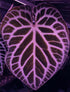 Anthurium Cape Oasis x Self - Germinated seed - Granthuriums