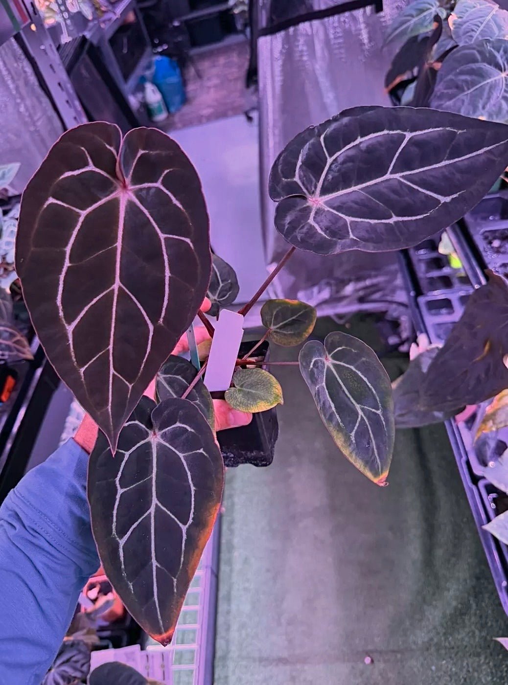 Anthurium Carla GPH001 s1 x Chocolate Crystallinum 1 - Exact seedling - Granthuriums