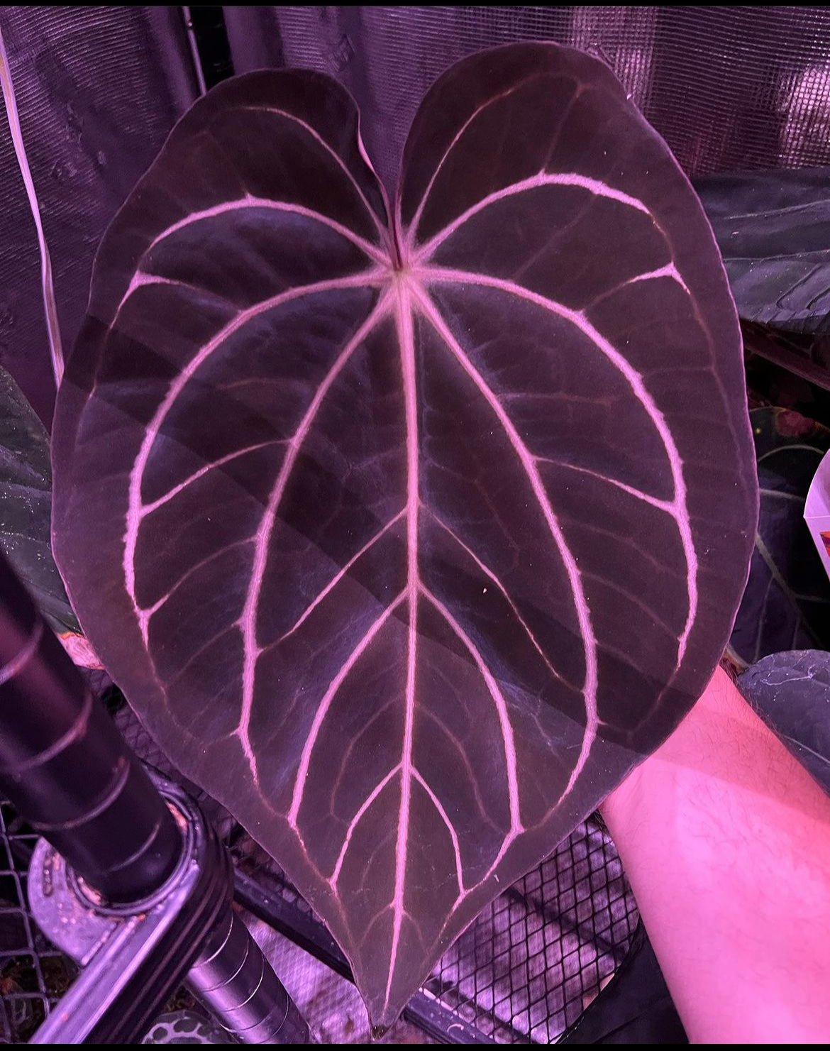Anthurium Carla Round x King of Spades 2 - Exact seedling - Granthuriums