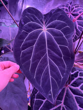 Anthurium (Carla x Stripey 