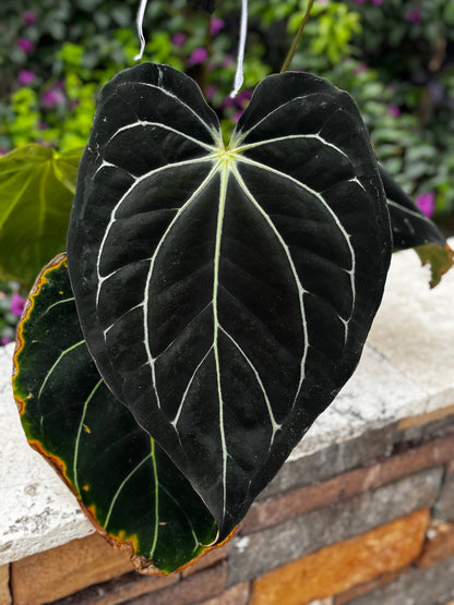 Anthurium Carlablackiae Amanda x Carlablackiae GPH001–Exact Seedling - Granthuriums
