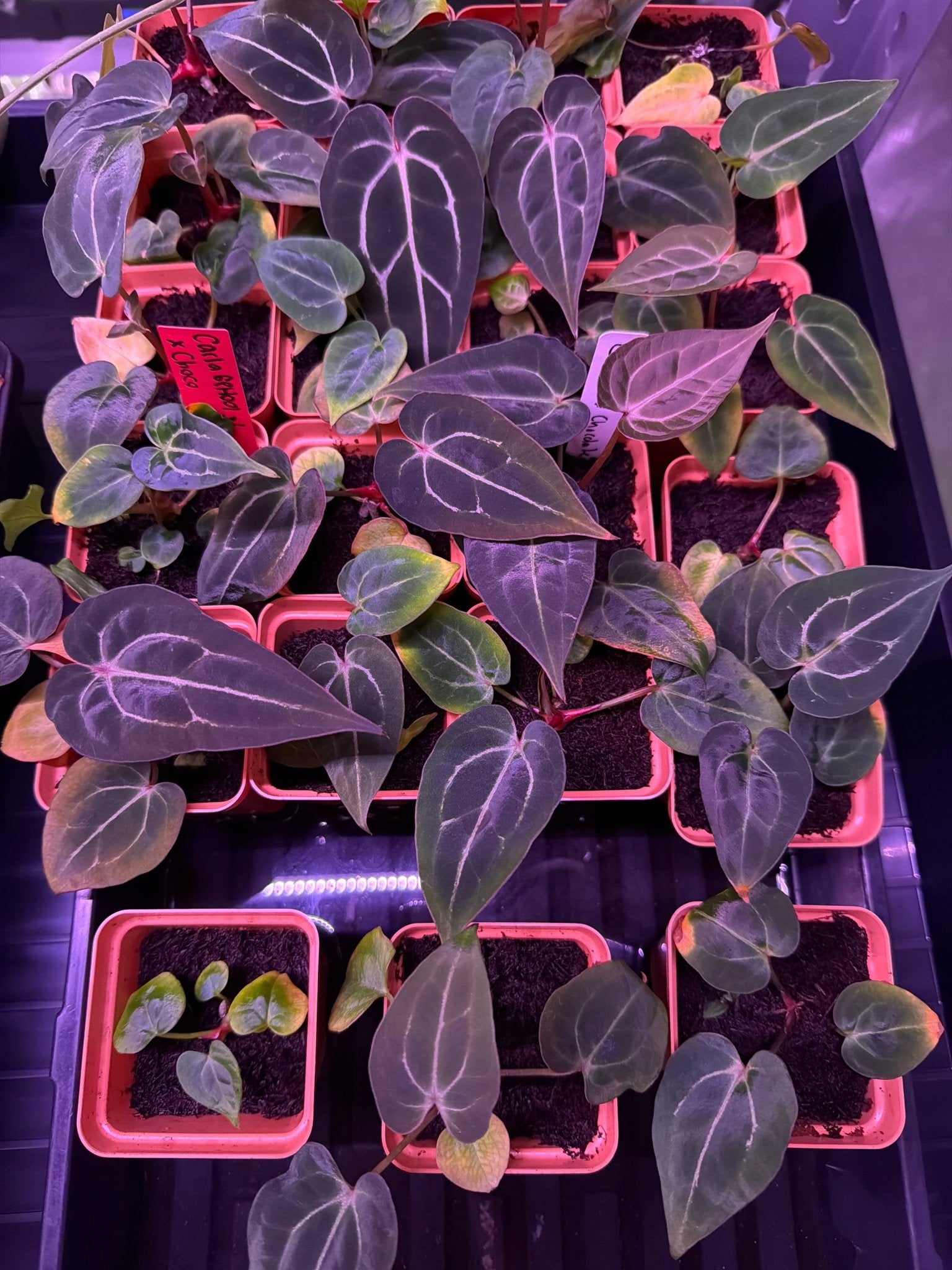 Anthurium Carlablackiae x Chocolate Crystallinum Plant – Granthuriums