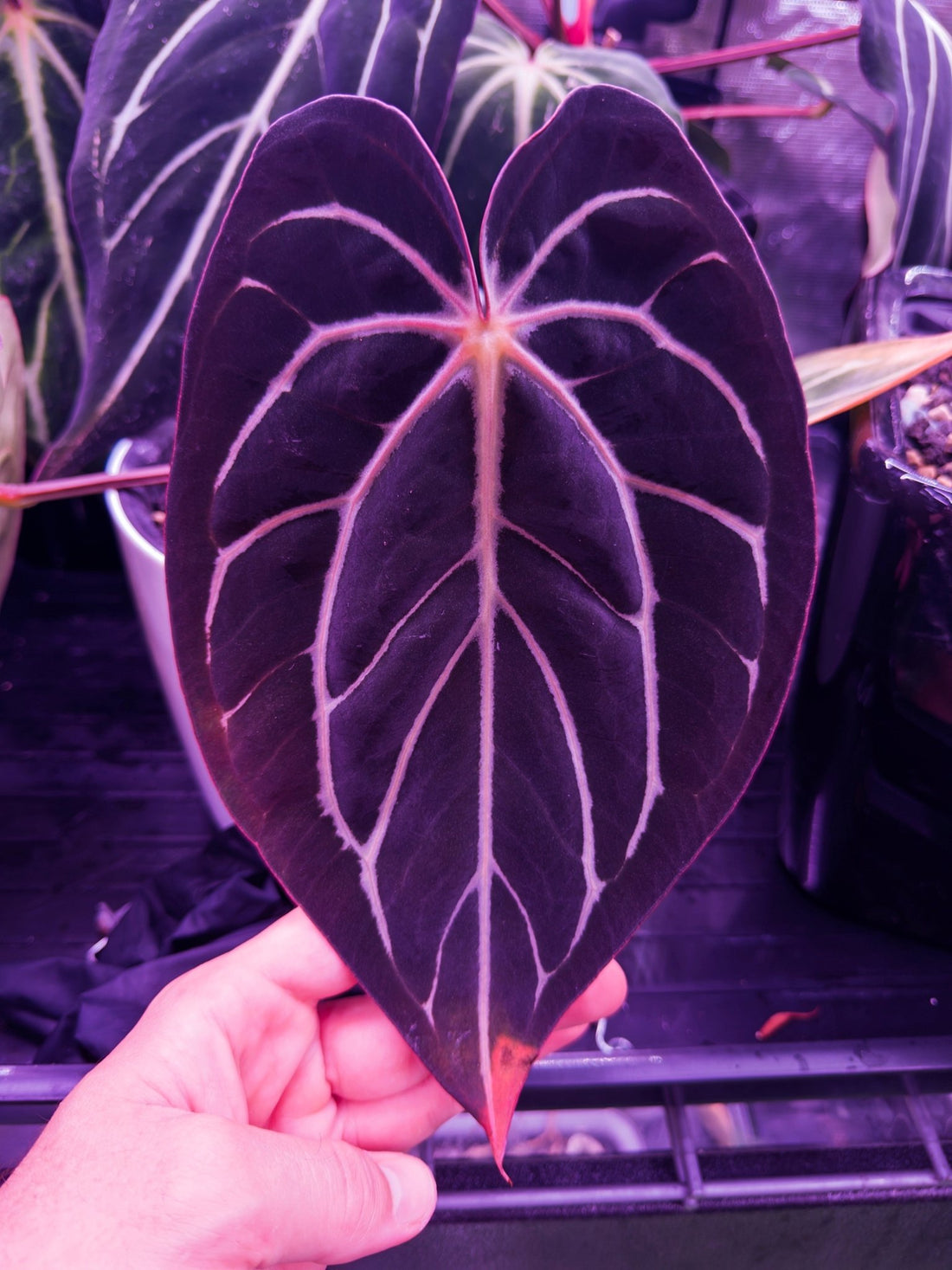 Anthurium Carlablackiae GPH S1 x Chocolate Crystallinum—Small Seedlings - Granthuriums