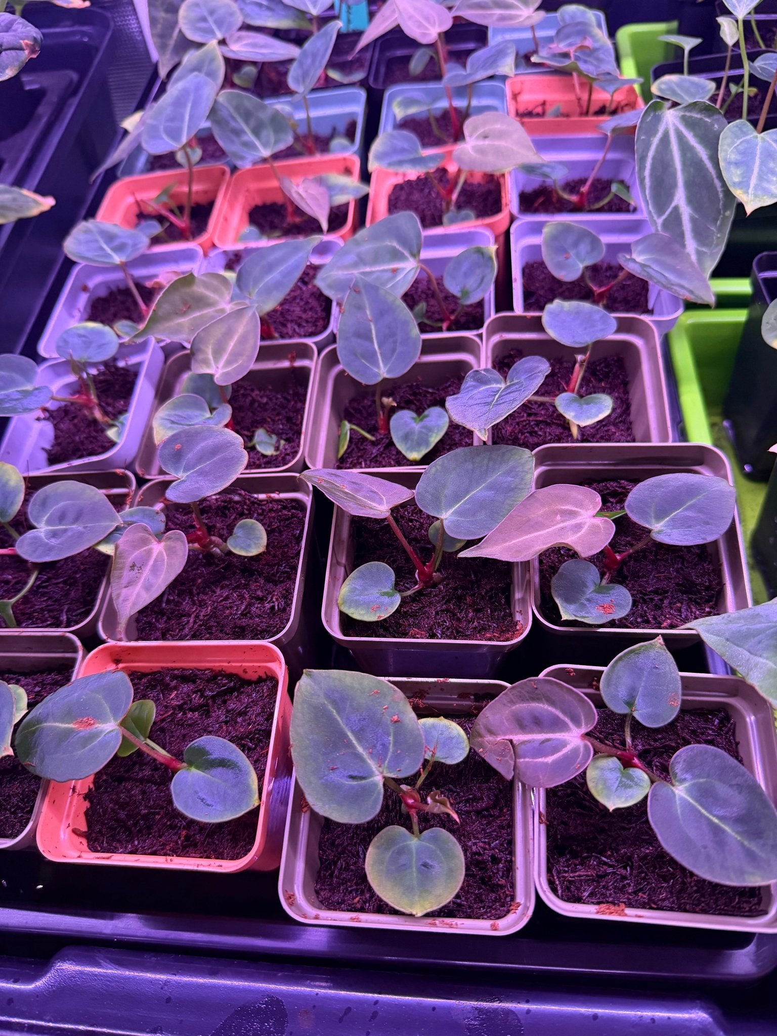 Anthurium Carlablackiae GPH S1 x Chocolate Crystallinum—Small Seedlings - Granthuriums