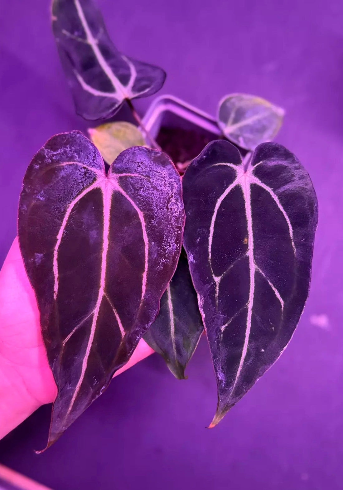Anthurium Carlablackiae GPH001 x Carlablackiae Amanda - Exact Seedling - Granthuriums