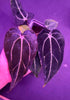 Anthurium Carlablackiae GPH001 x Carlablackiae Amanda - Exact Seedling - Granthuriums