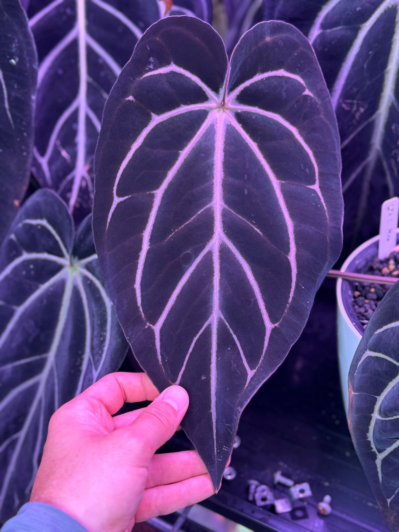 Anthurium Carlablackiae (Round x GPH001 #1) x OG2 – One Leaf