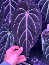Anthurium Carlablackiae (Round x GPH001 1) x OG2 – One Leaf Seedlings - Granthuriums