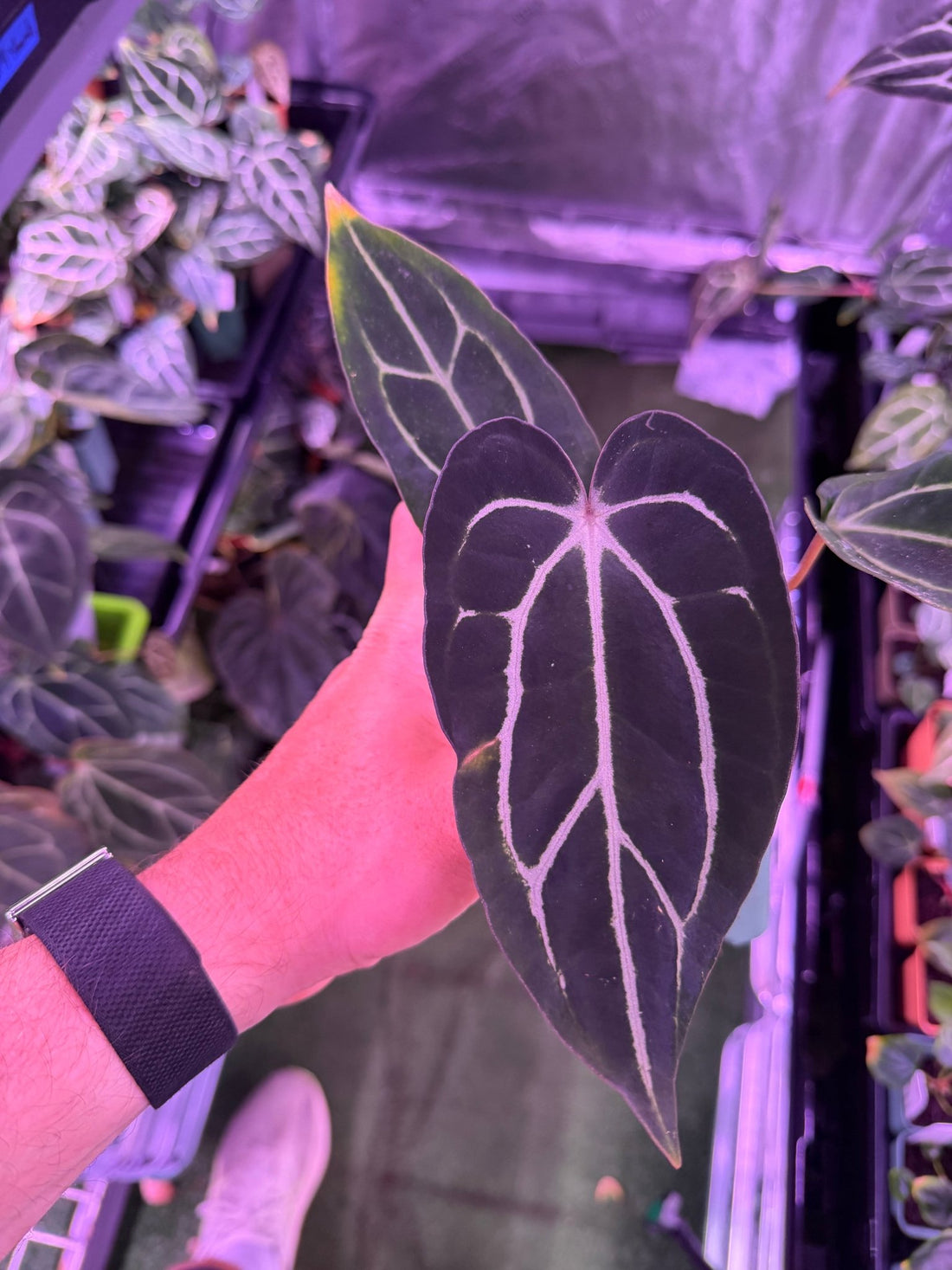 Anthurium Carlablackiae (Round x GPH001 5) x Amanda—Exact Seedling - Granthuriums