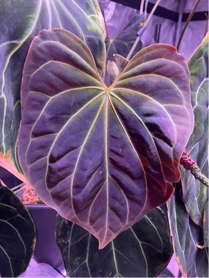 Anthurium Carlablackiae Round x GPH001 5 x Besseae Aff Spider—Germinated Seed - Granthuriums