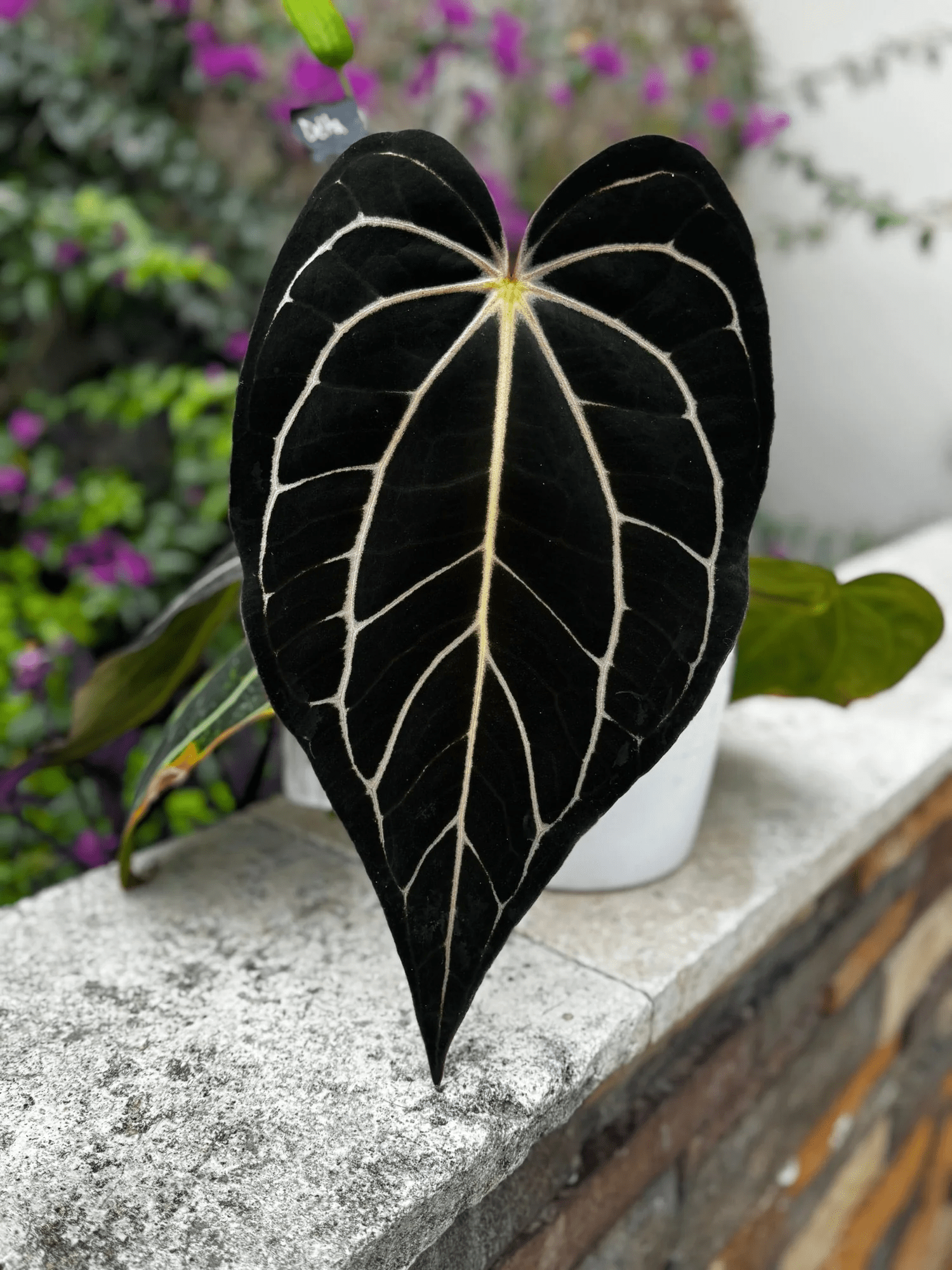 Anthurium Carlablackiae Round x GPH001 5 x Besseae Aff Spider—Germinated Seed - Granthuriums