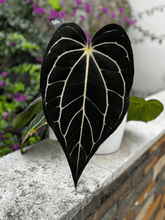 Anthurium Carlablackiae Round x GPH001 5 x Besseae Aff Spider—Germinated Seed - Granthuriums