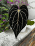 Anthurium Carlablackiae Round x GPH001 5 x Besseae Aff Spider—Germinated Seed - Granthuriums