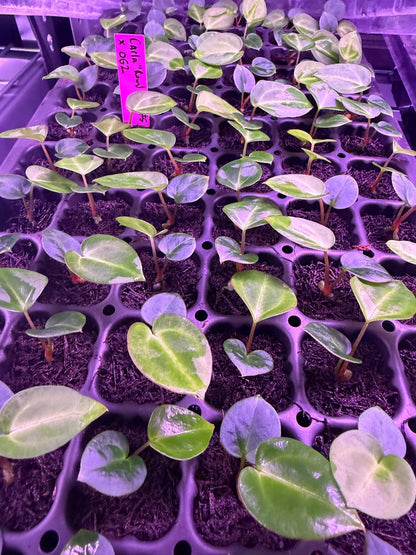 Anthurium Carlablackiae (Round x GPH001 5) x OG2 – Seedlings (growers choice) - Granthuriums