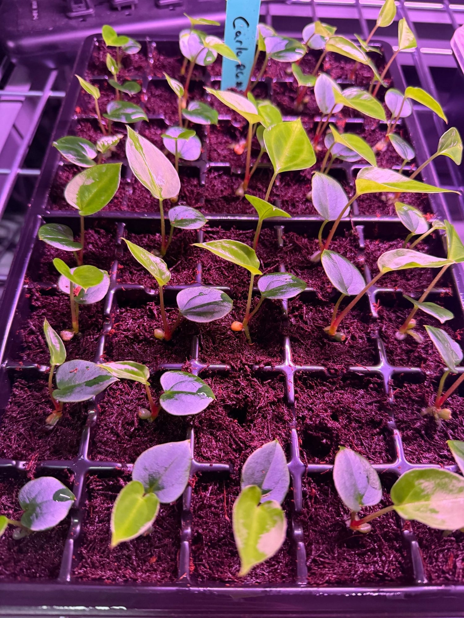 anthurium pallidiflorum hybrid Anthurium (Carlablackiae Round x GPH001 #5) x Pallidiflorum—Small Two Leaf Seedlings