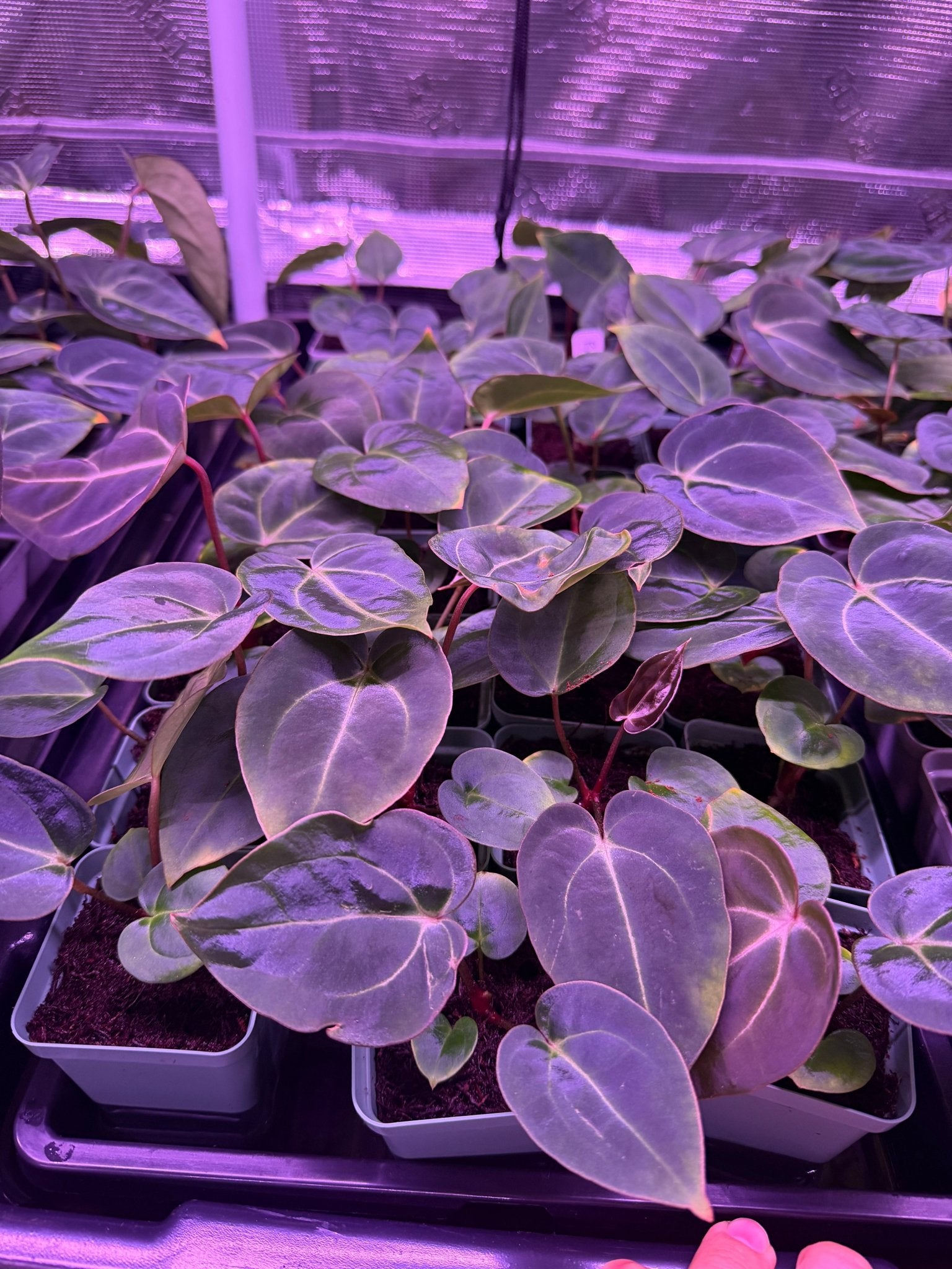 Anthurium Carlablackiae Round x GPH001 6 x Besseae Aff Spider—Small to Medium Seedlings - Granthuriums