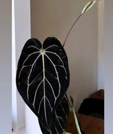 Anthurium Carlablackiae (Round x GPH001 Ab1) x GPH001 - Exact seedling - Granthuriums