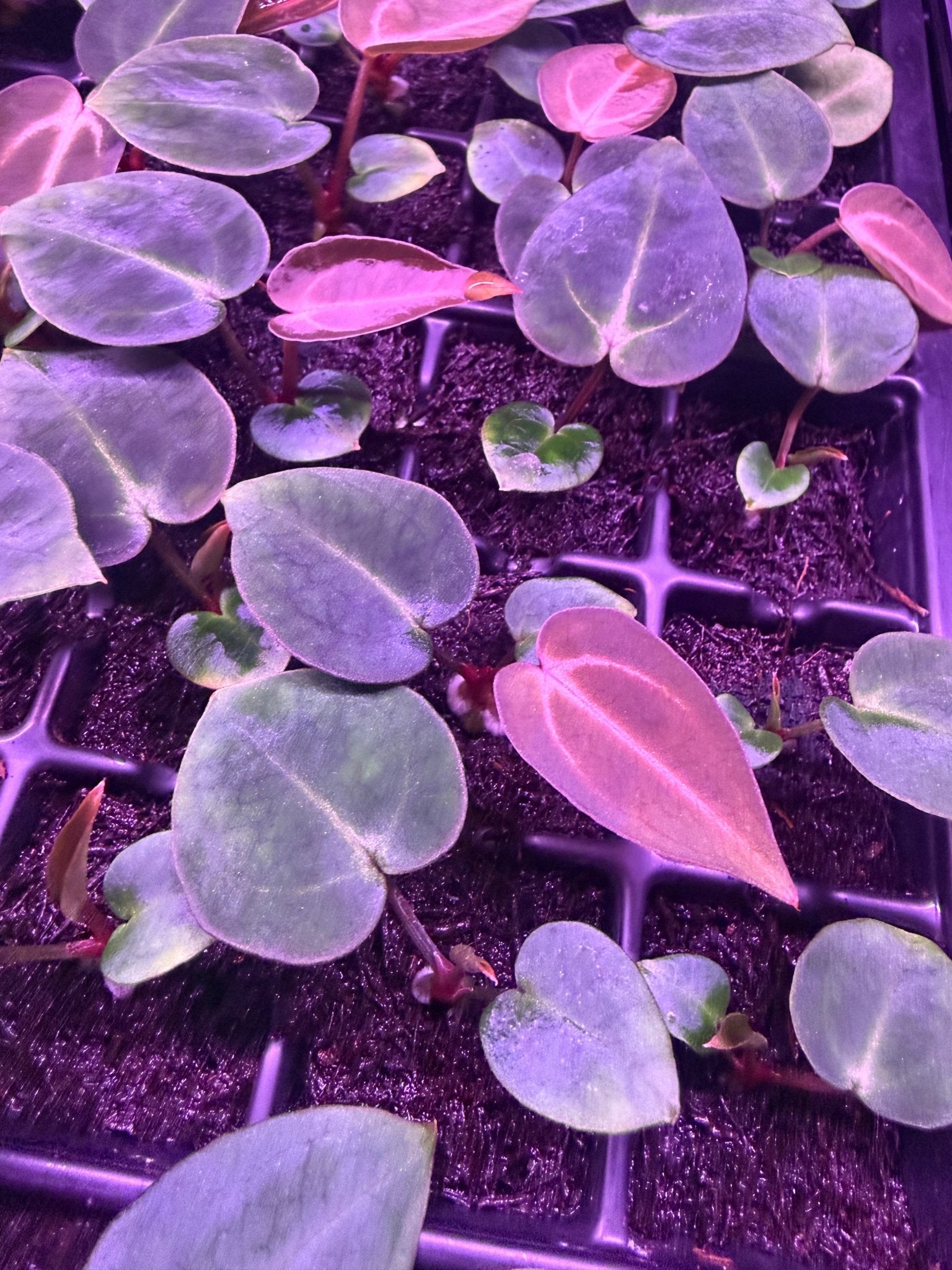 Anthurium Carlablackiae (Round x GPH001 Aberrant #1) x GPH001