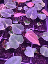 Anthurium Carlablackiae (Round x GPH001 Aberrant 1) x GPH001–Small Seedlings - Granthuriums