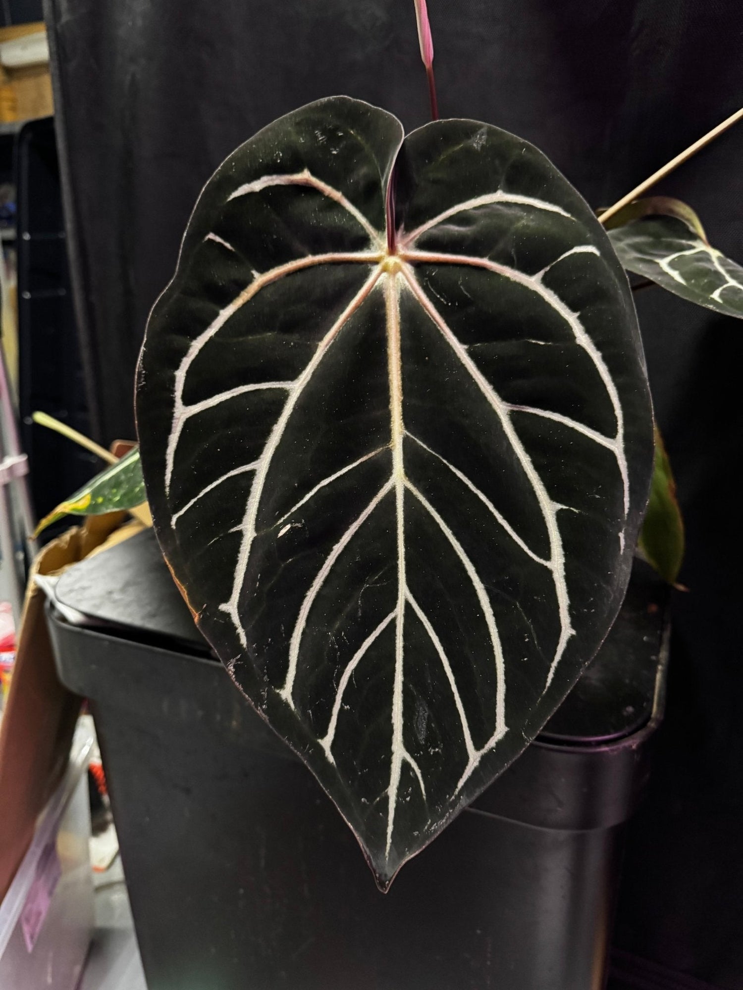 Anthurium carlablackiae "Round" x GPH001 F2 Batch 2—Exact seedling - Granthuriums