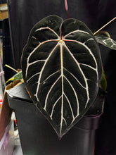 Anthurium carlablackiae "Round" x GPH001 F2 Batch 2—Exact seedling - Granthuriums