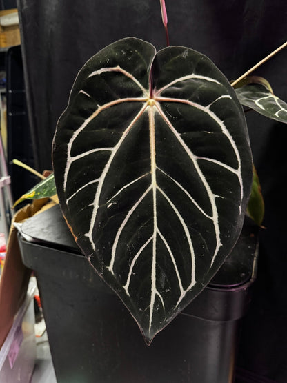 Anthurium carlablackiae "Round" x GPH001 F2 Batch 2—Exact seedling - Granthuriums