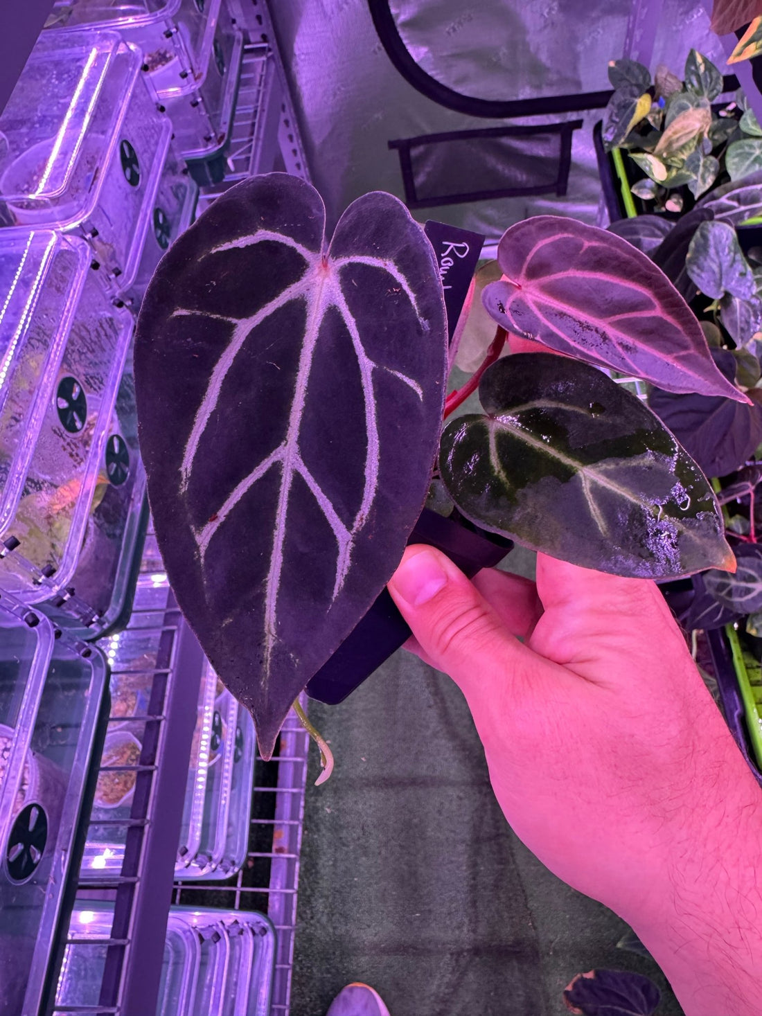 Anthurium Carlablackiae Round x GPH001 F2 Batch 2–Exact Plant A - Granthuriums