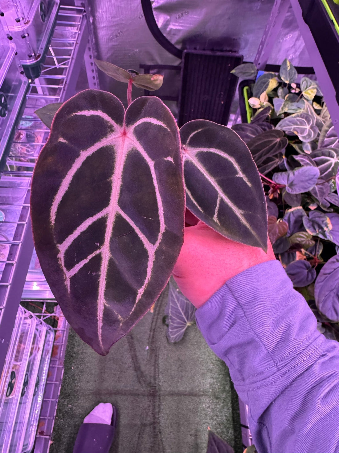 Anthurium Carlablackiae Round x GPH001 F2 Batch 2—Exact Seedling A - Granthuriums