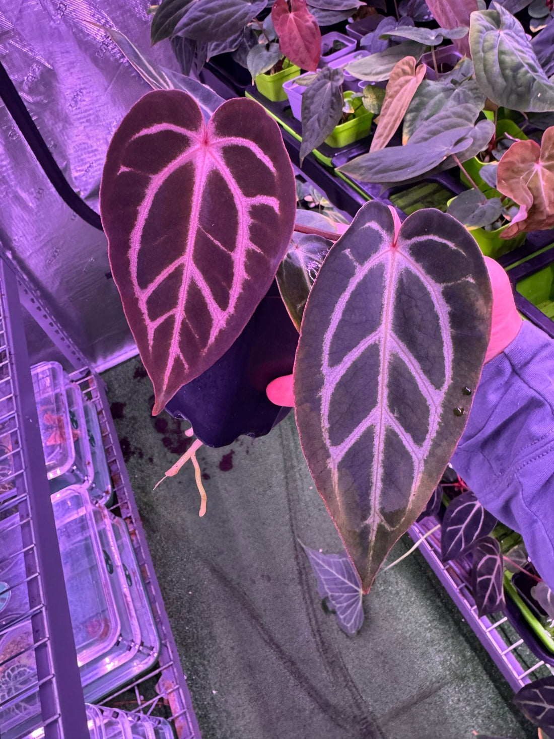 Anthurium Carlablackiae Round x GPH001 F2 Batch 2—Exact Seedling B - Granthuriums