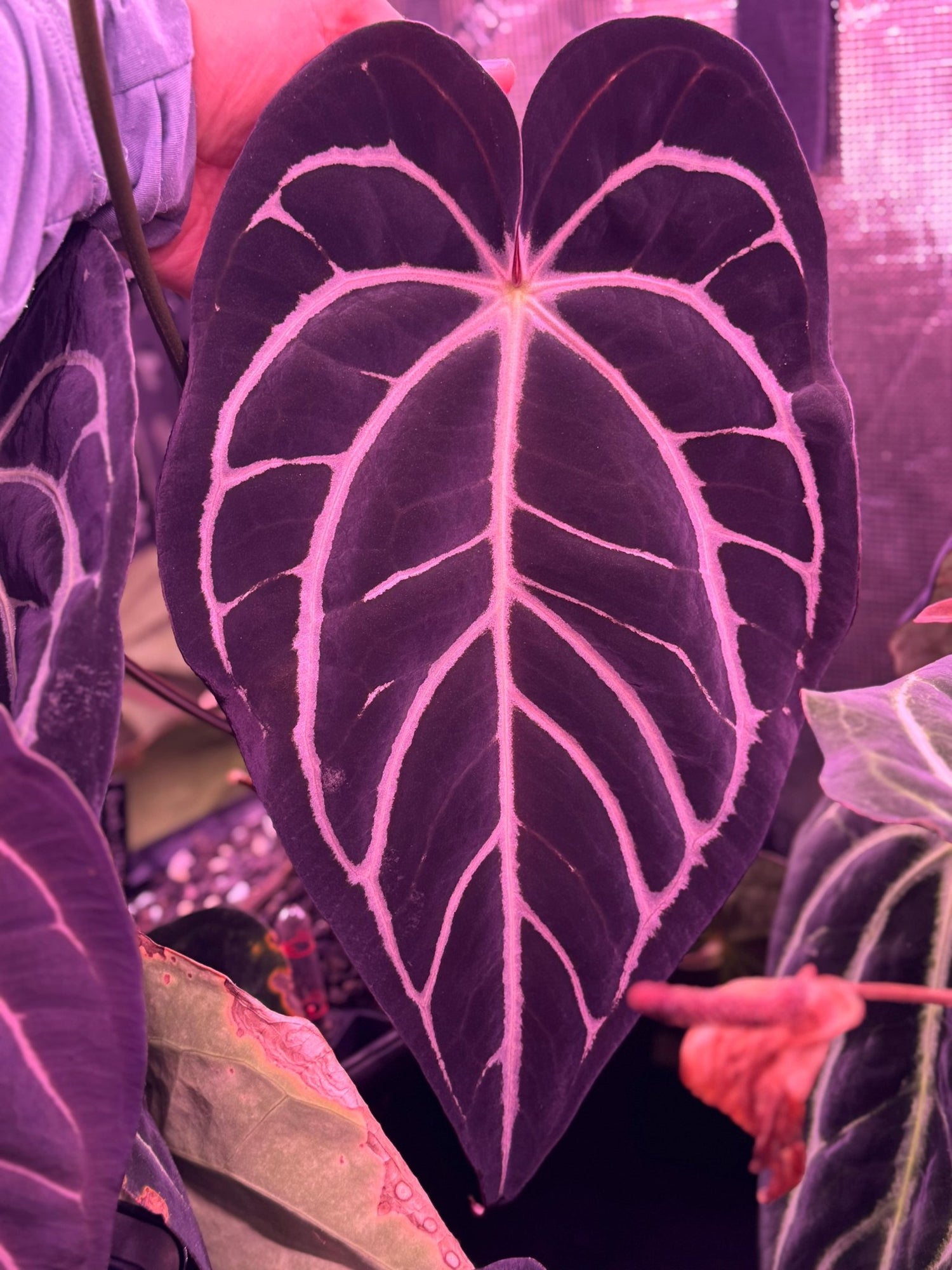 Anthurium Carlablackiae Round x GPH001 F2 Batch 2—Exact Seedling C - Granthuriums