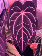 Anthurium Carlablackiae Round x GPH001 F2 Batch 2—Exact Seedling C - Granthuriums