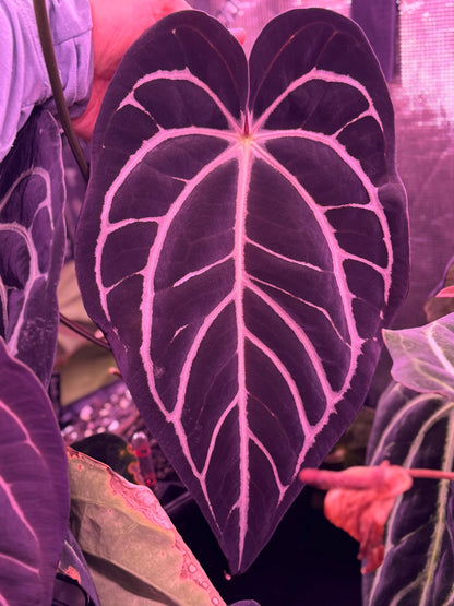 Anthurium Carlablackiae Round x GPH001 F2 Batch 2—Exact Seedling C - Granthuriums