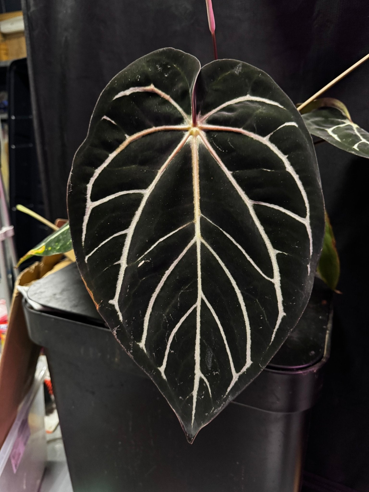 Anthurium Carlablackiae Round x GPH001 F2 Batch 2—Exact Seedling C - Granthuriums