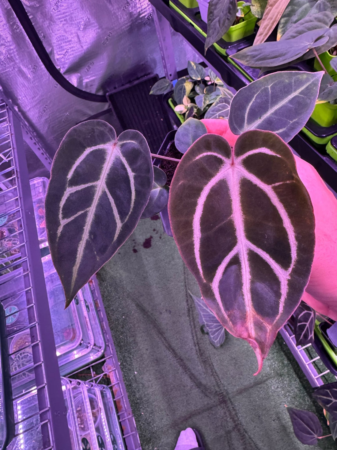 Anthurium Carlablackiae Round x GPH001 F2 Batch 2—Exact Seedling C - Granthuriums